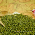 hot sales polished grade Green mung beans for sale